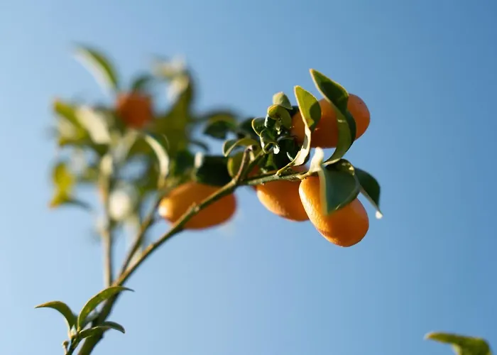 Folies Corfu Town 3*